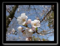 006 Osaka le chateau